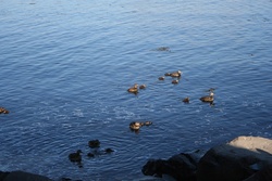 Jónsmessuganga 2012 æðarfuglinn