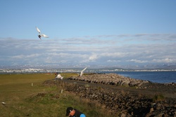 Jónsmessuganga 2012 - krían