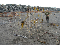 Húsbyggingar í fjöru