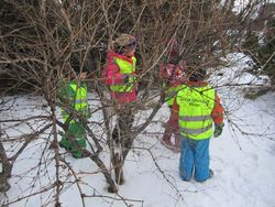 Leikskolabörn á köngulóarveiðum