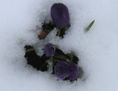 Krókusar í snjó