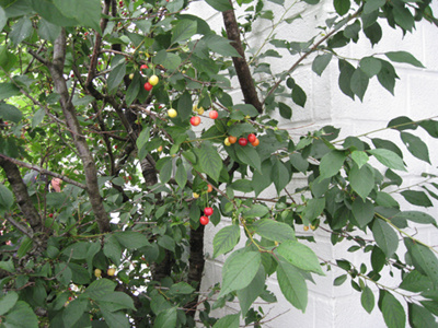 Kirsuberjatré að Fornuströnd