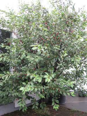 Kirsuberjatré að Fornuströnd