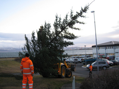 Jólatré í Plútóbrekku