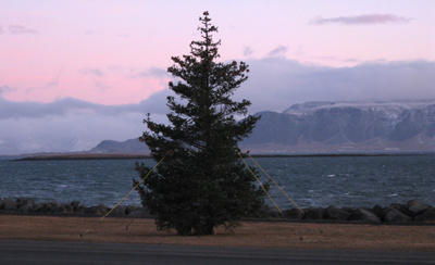 Jólatré við Norðurströnd