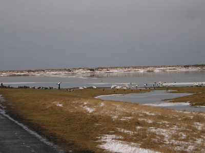 Bakkatjörn, mars 2012