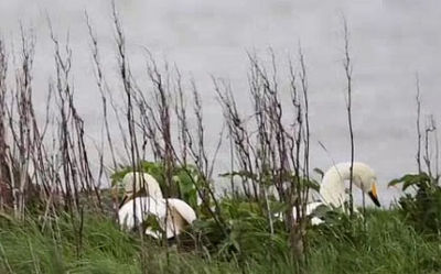 Svandís 2013 Svandís 2013