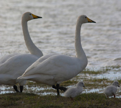 Svandís og fjölskylda Svandís og fjölskylda