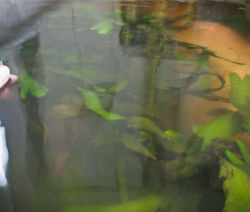 Slijm, böð, þari, þarabað, Grótta