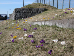 Vorlaukar á Suðurströnd