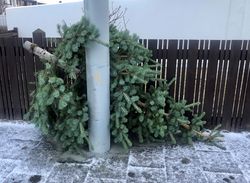 Hirðing jólatrjáa