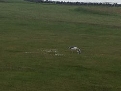 Mávur, kría, kríuvarp