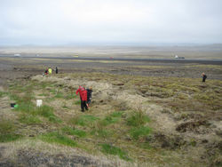 Gróðursetning í Bolöldu