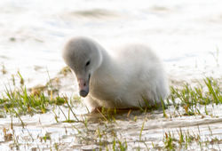 Svandís og fjölskylda