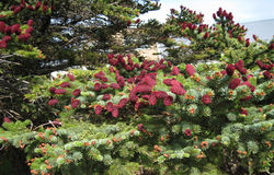 Umhverfisviðurkenning 2012 - Tré ársins