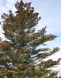 Umhverfisviðurkenning 2012 - Tré ársins
