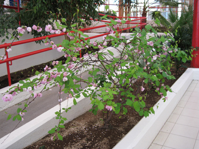 Japanst kirsuberjatré