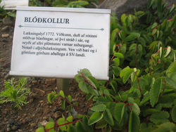 Blóðkollur í Urtagarðinum