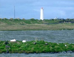 Svandís í hólmanum