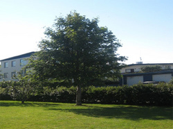 Umhverfisviðurkenning 2008 - Tré ársins