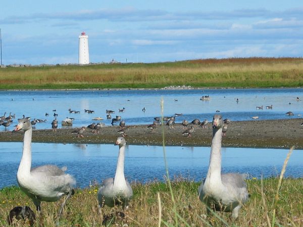 Bæjarbúar eru hvattir til að vernda fuglalífið við Gróttu og á Vestursvæðunum Bæjarbúar eru hvattir til að vernda fuglalífið við Gróttu og á Vestursvæðunum