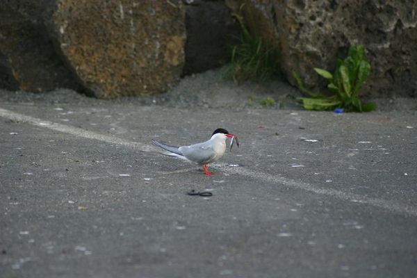 Bæjarbúar eru hvattir til að vernda fuglalífið við Gróttu og á Vestursvæðunum 2 Bæjarbúar eru hvattir til að vernda fuglalífið við Gróttu og á Vestursvæðunum 2