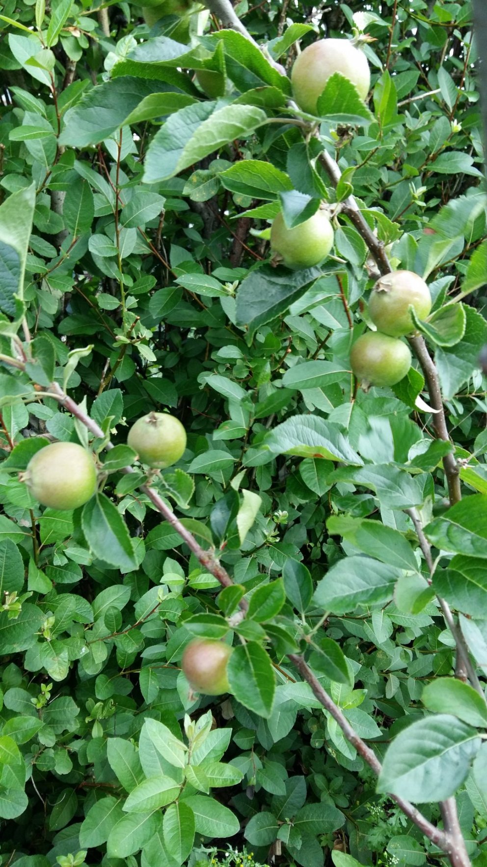 Eplatré í Bakkagarði