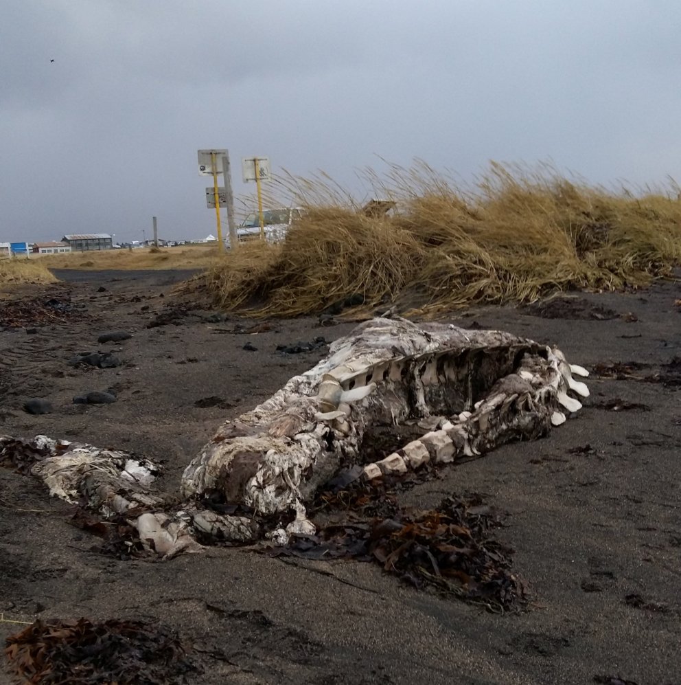 Hvalreki á Seltjarnarnesi