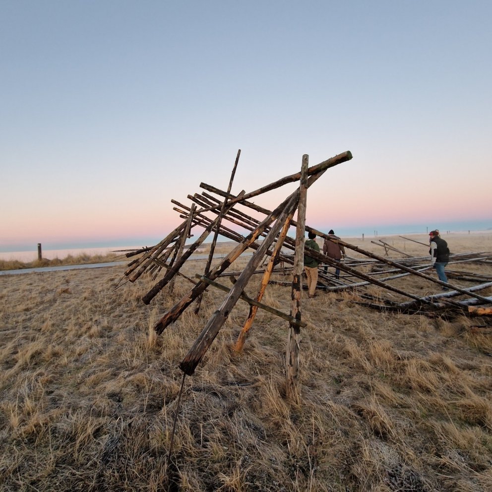 Trönuvinafélagið að bjarga trönunum fyrir veturinn.