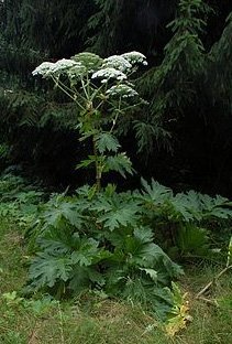 Bjarnarkló stingur sér niður á Seltjarnarnesi - Eyðing gengur greiðlega