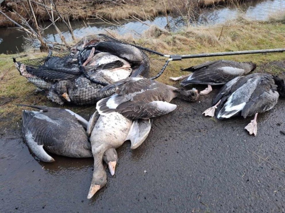 Starfsfólk Dýraþjónustu Reykjavíkur hefur sótt margar dauðar gæsir undanfarna daga vegna skæðrar fug…