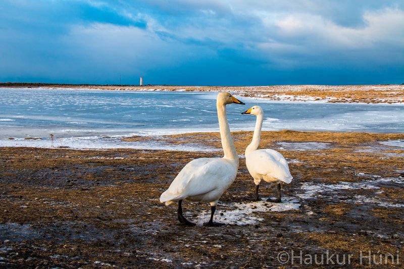 Álftapar í vetrarríki