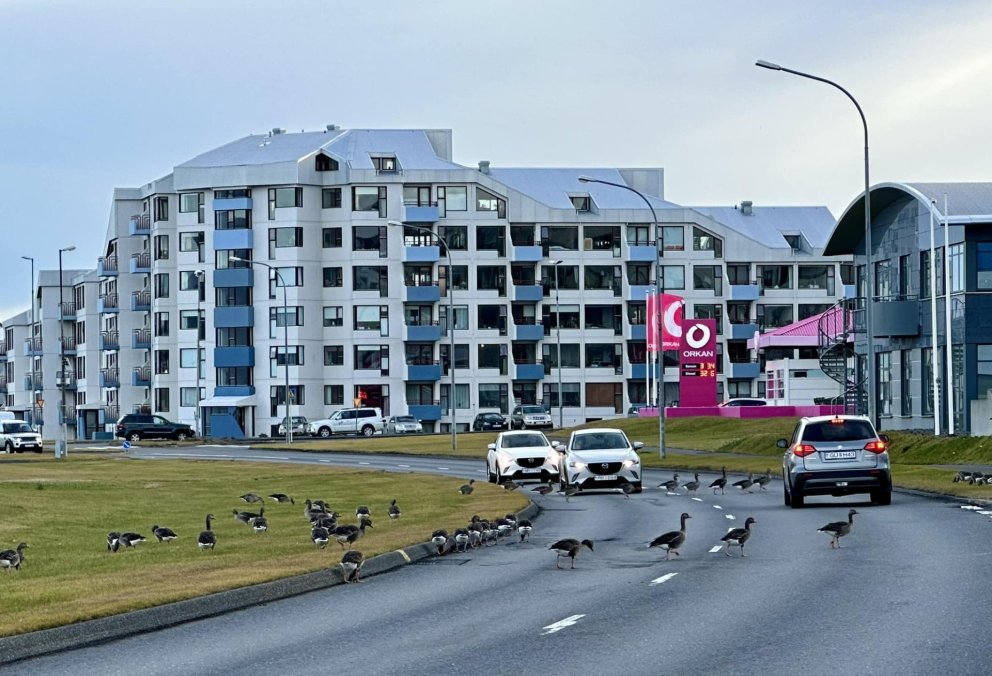 Sýnum gæsunum aðgát í umferðinni!