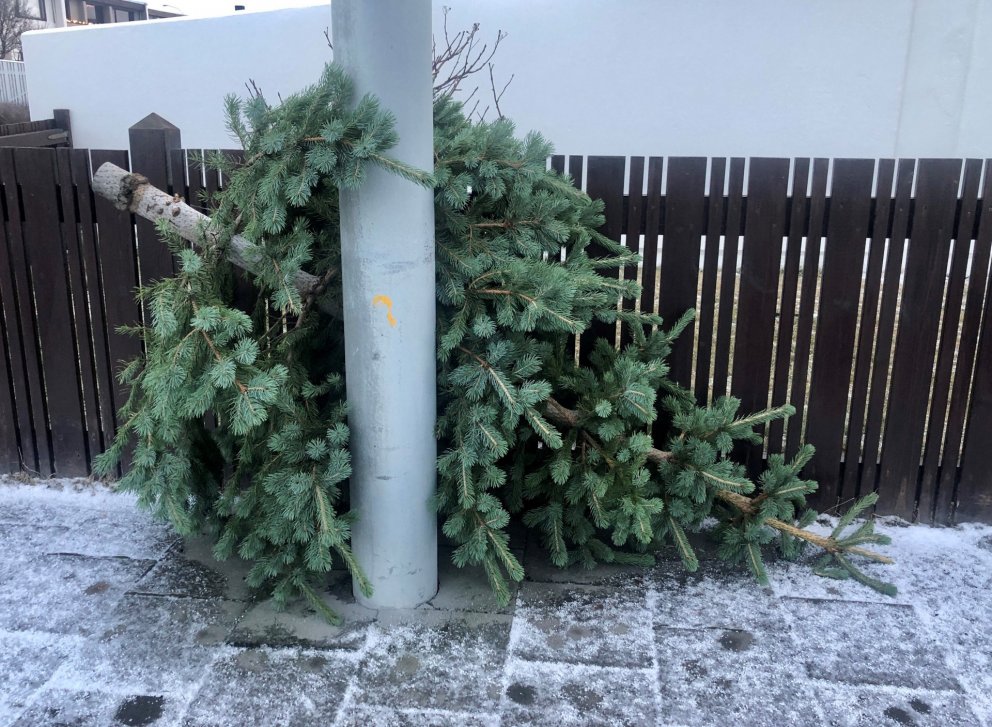 Jólatré verða hirt 10., 11. og 12. janúar