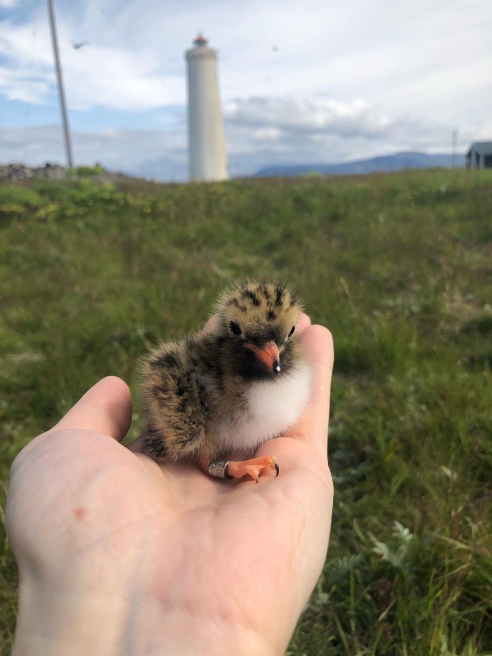 Lokun út í Gróttu er til 31. júlí nk. vegna fuglavarpsins
