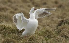 Sjaldséðir erlendir gestir við Bakkatjörn