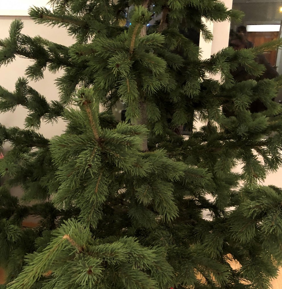 Seltjarnarnesbær hættir að hirða jólatré