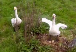 Stefán Magnússon heimsækir Svandísi