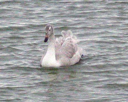 Álftarungi innlyksa á Bakkatjörn