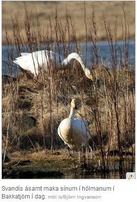 Svandís hreiðar um sig í hólmanum
