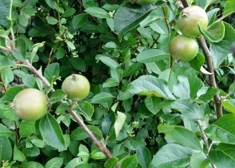 Eplatré í Bakkagarði