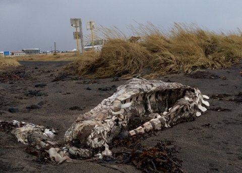 Hvalreki á Seltjarnarnesi