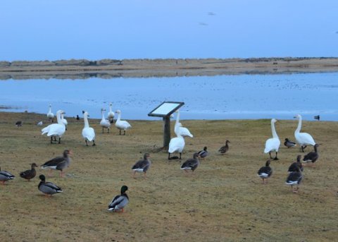 Svandísi snýr heim úr skarkala borgarinnar