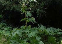 Bjarnarkló stingur sér niður á Seltjarnarnesi - Eyðing gengur greiðlega