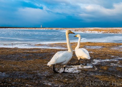 Álftapar í vetrarríki