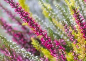 Starfsdagur og vetrarfrí í Mýrarhúsaskóla