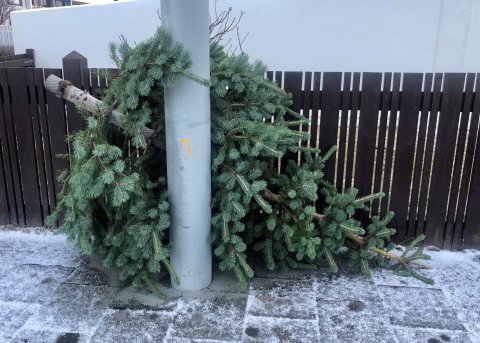 Jólatré verða hirt 10., 11. og 12. janúar