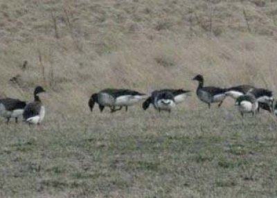 Margæsir á Suðurnesi