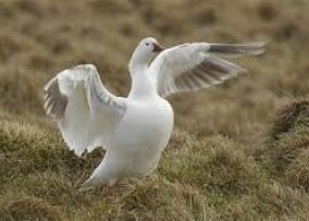 Sjaldséðir erlendir gestir við Bakkatjörn