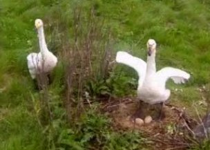 Stefán Magnússon heimsækir Svandísi